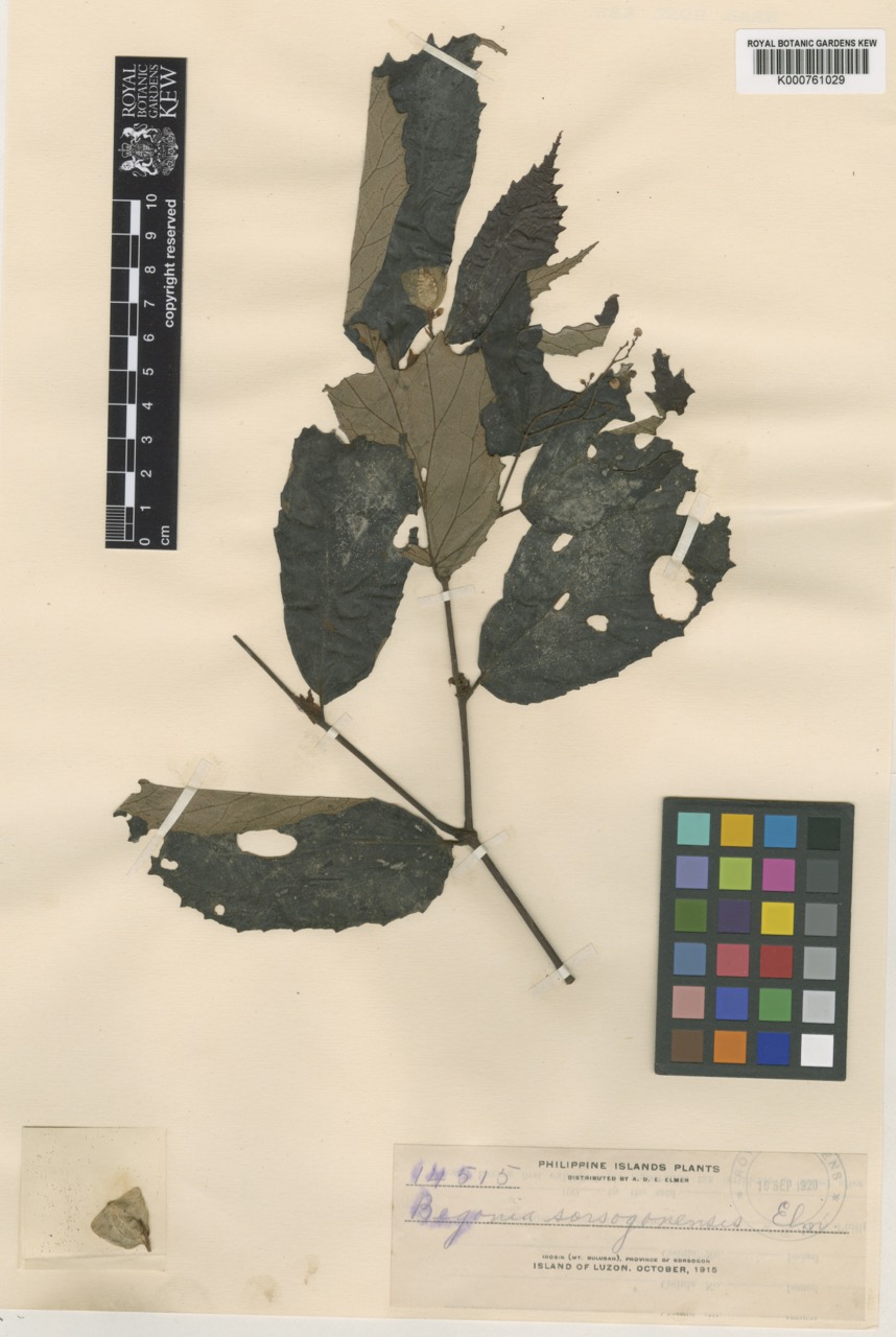 B. sorsogonensis